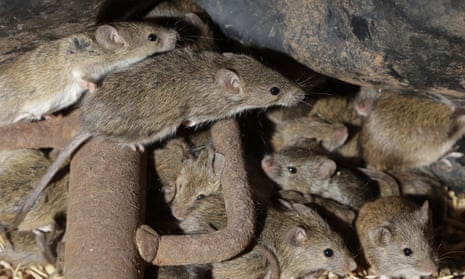 Mice scurry around stored grain on a farm near Tottenham, Australia