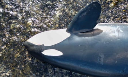 Spong, a 14-year-old orca, was pregnant when she died.