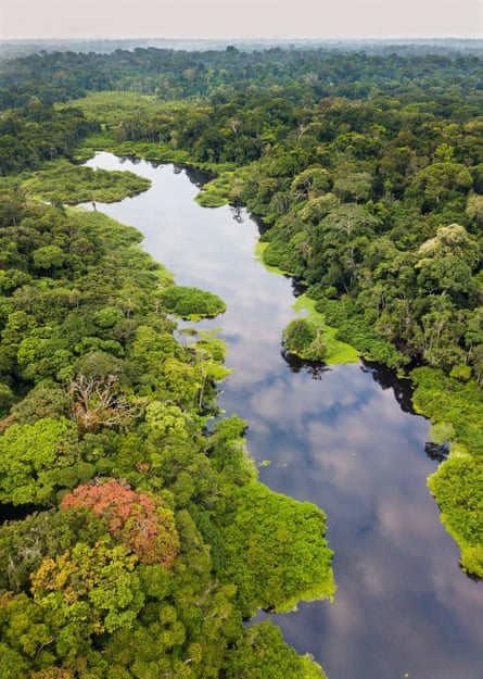 Aerial view of a river in a rainforest