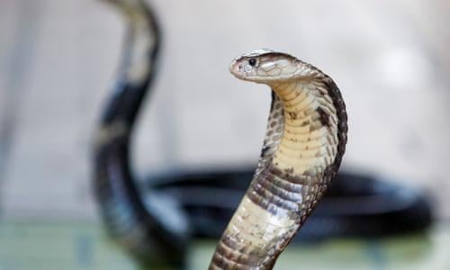 Nearly 2,500 'dangerous wild animals' kept by private collectors in England | Animals | The Guardian Nearly 2,500 'dangerous wild animals' kept by private collectors in England | Animals | The Guardian