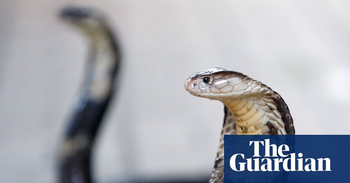 Deadass? Tourist Done Got Bit By A Snake In Egypt, RIP