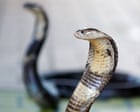 German tourist dies after being bitten at snake show on family holiday in Egypt