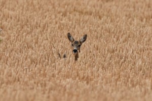 The head of an adult deer an the ears of a baby deer can be seen among heads of corn