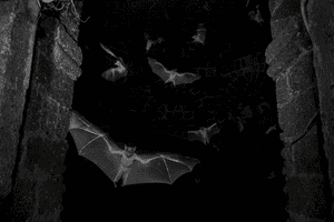 Bats fly through darkness through a stone gateway