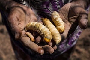 Witchetty grubs and other less familiar bushtucker are on offer at the Karrke Aboriginal tour