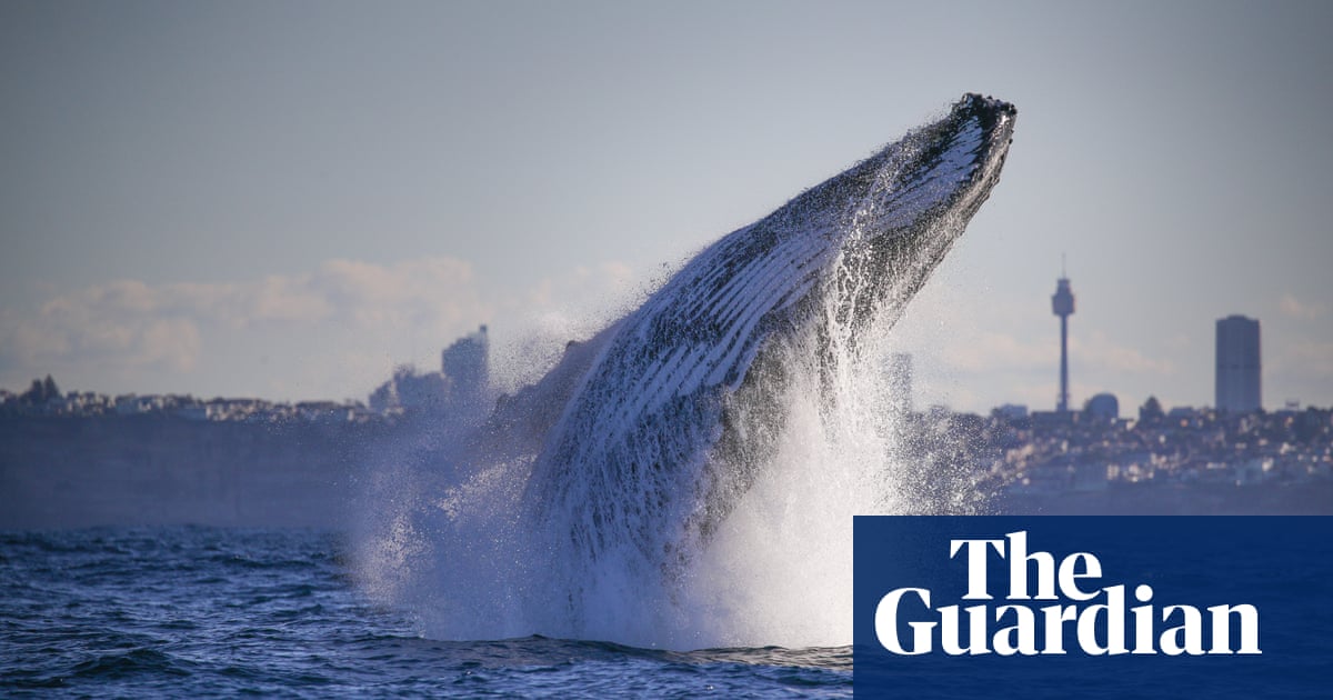 Young humpbacks ‘full of beans’ as whale-watching season takes off in Sydney