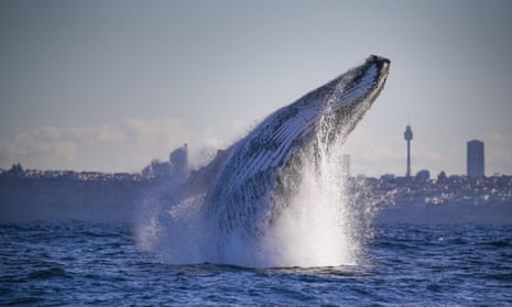 Sydneysiders are in for another bumper whale-watching season, which spans May to July.