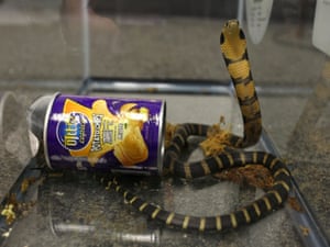 A king cobra snake seen coming out of a container of crisps