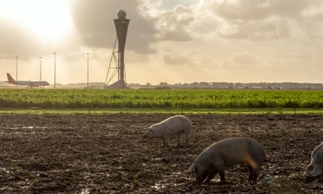 Pigs rooting around in a muddy field next  to Schiphol’s runways