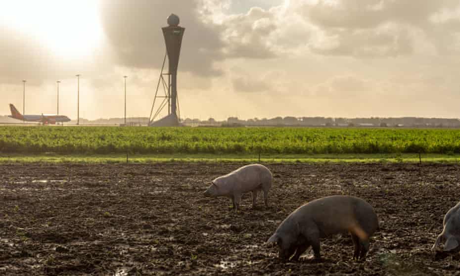 Pigs rooting around in a muddy field next  to Schiphol's runways
