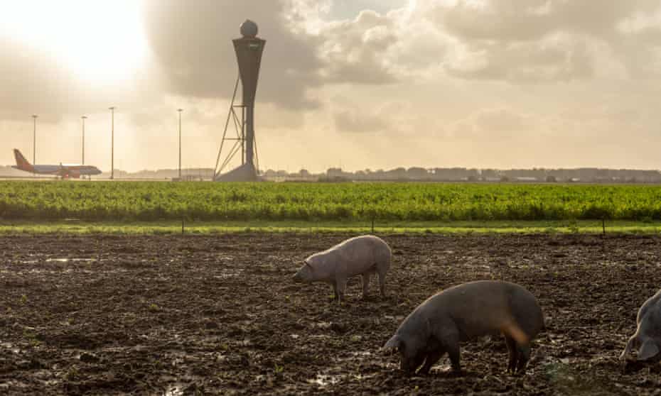 Pigs rooting around in a muddy field next to Schiphol’s runways