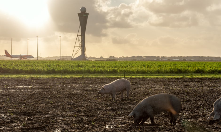 https://www.theguardian.com/environment/2021/nov/24/pig-patrol-amsterdam-airports-innovative-approach-to-flight-safety