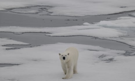 Polar bear walks on ice in the Arctic with melting ice behind it