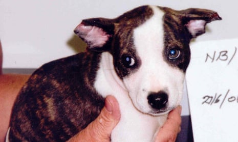 Puppy rescued by the RSPCA (2008). The charity received 84,994 complaints about dog welfare last year.