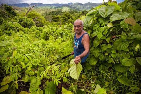 Inosi Ravisa of Savudrodro village removing merremia peltata vines from the edges of his farm.