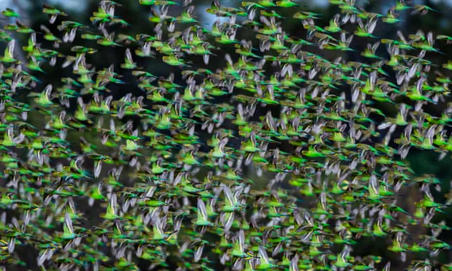 Budgie flock up close 01/01/2021 Nombinnie
