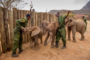 Wardens feed jostling baby elephants from as a colleague hands over huge milk bottles