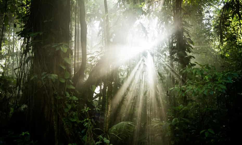 Still from The Green Planet