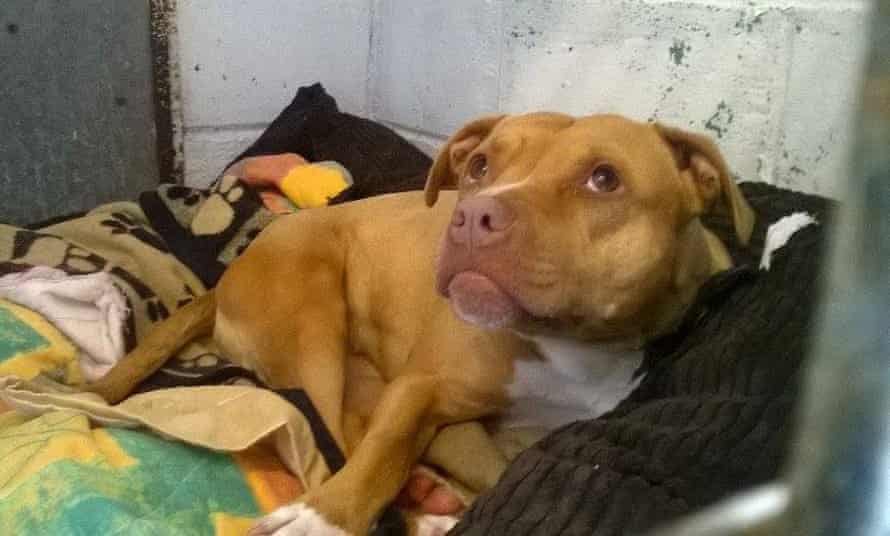 police in devon kept dog in cage for