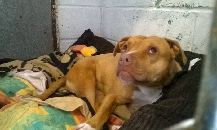 death row pitbull reprieved by exeter