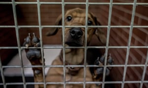 A dog in an animal shelter. LA animal services have voted for a feasibility study and an analysis of the benefits and risks. 