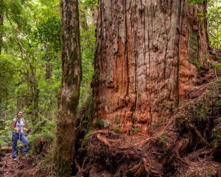 زنی با چوبهای کوهنوردی کنار تنهٔ بزرگ و ضخیم یک درخت آلسِرس ایستاده است