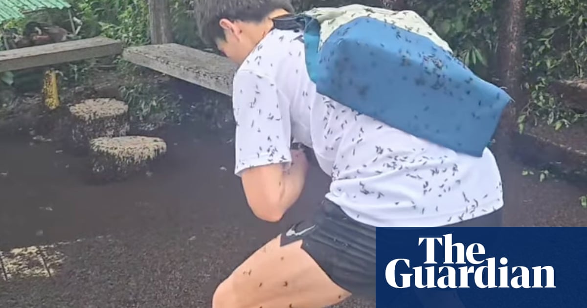 South Korea suffering from ‘lovebug’ swarm explosion – video | South Korea South Korea suffering from ‘lovebug’ swarm explosion – video | South Korea