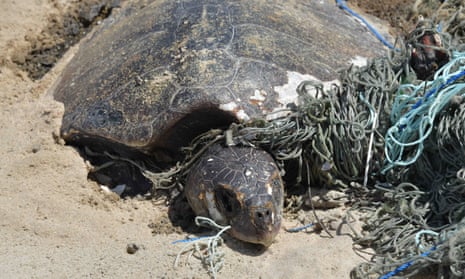 A turtle ensnared in a ghost net