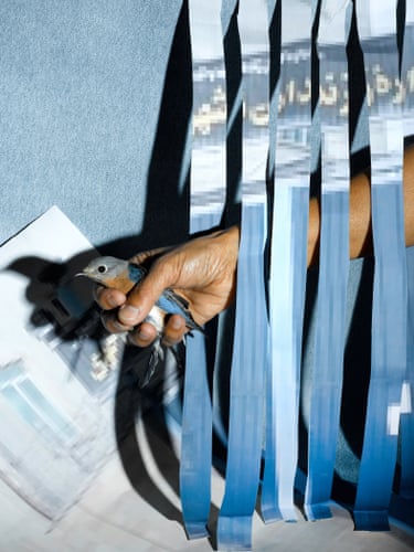 A person holding a bird against a blue background