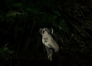 A lowland tapir steps cautiously out of the swampy Brazilian rainforest.