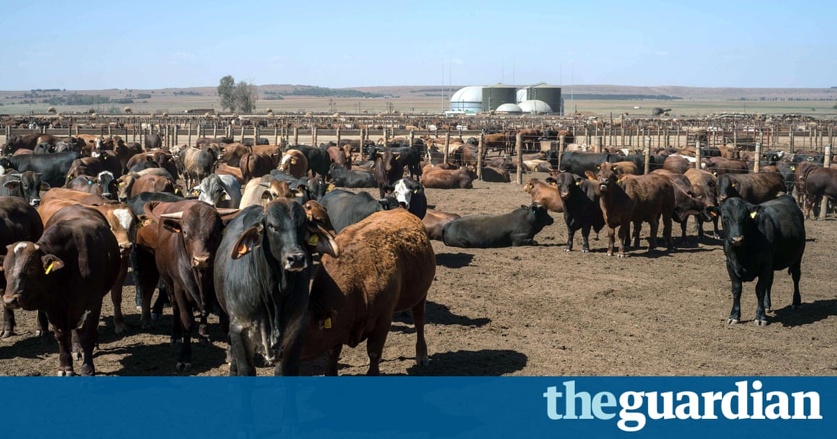 Caste Rasing Large Ruminants 13m cows, one app: the city slickers selling cattle via 'crowd-farming ...
