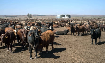 A herd of cows near Pretoria in South Africa