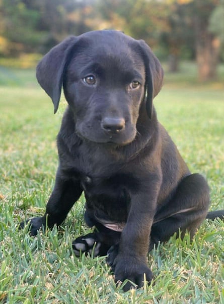 Marcus as a puppy
