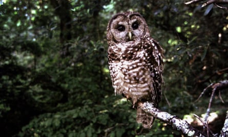 A Northern Spotted owl. Conservationists sued the US Fish and Wildlife Service in 2001 in an attempt to get the agency to respond to a petition to list the California spotted owl as endangered species.