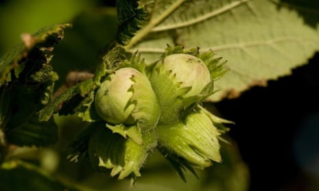 Hazelnuts are true nuts in the biological and culinary sense. They do not open as they ripen and are therefore classed as dehiscent.