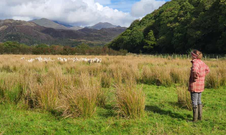 ‘It’ll take away our livelihoods’: Welsh farmers on rewilding and carbon markets | Rewilding 1 4032