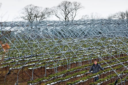 James Porter, Scottish soft fruit farmer, needs to find hundreds of pickers to harvest his strawberries.