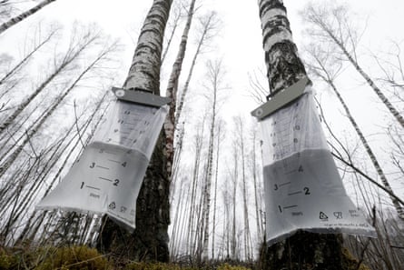 Birch sap being tapped.