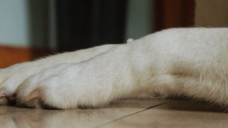 A closeup of a dog’s legs in a still from Renèe Helèna Browne’s film, Flat.