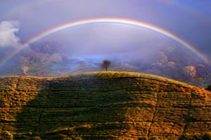 A rainbow appears over tea fields in Tangerang Selatan, Indonesia