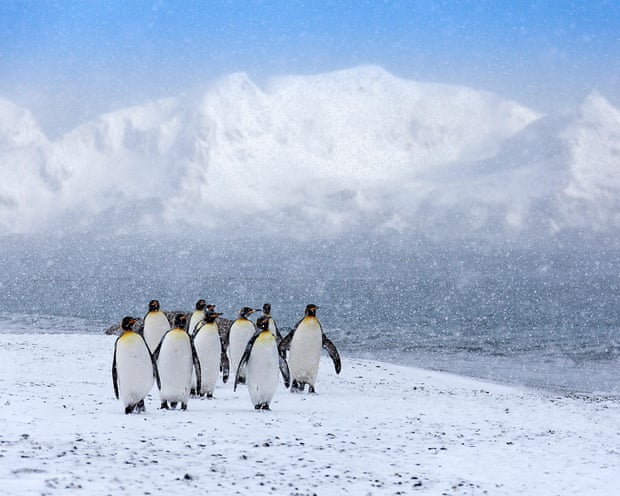 Nine king penguins standing in the snow