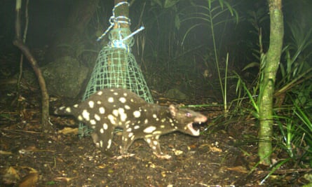 The spotted-tail quoll is the second-largest carnivorous marsupial after the Tasmanian devil.