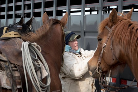 Phillips County, MT: Vicki Olson ties up horses on the morning of a branding at the French Ranch in Phillips County, Montana.