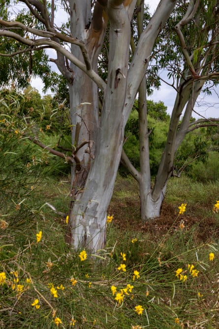 Eucalyptus trees