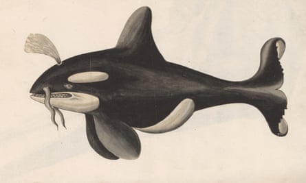 An illustration from Historiae animalium