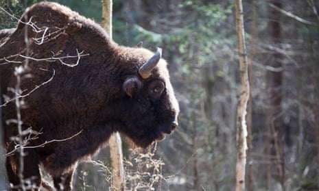 Wild bison in the Bialowieza forest, Poland – the last remaining primeval forest in the European lowlands.
