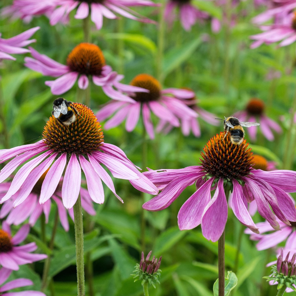Create A Buzz How To Help Save Wild Bees Even If You Don T Have A Garden Gardens The Guardian