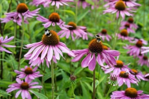 Create A Buzz How To Help Save Wild Bees Even If You Don T Have A Garden Life And Style The Guardian