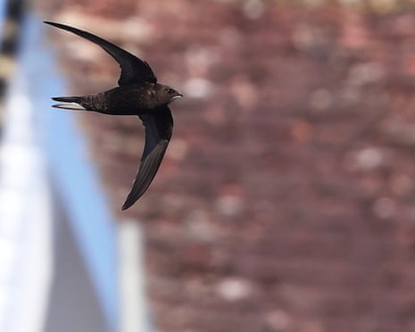 Noted swift nesting site destroyed by contractors in peak season Noted swift nesting site destroyed by contractors in peak season