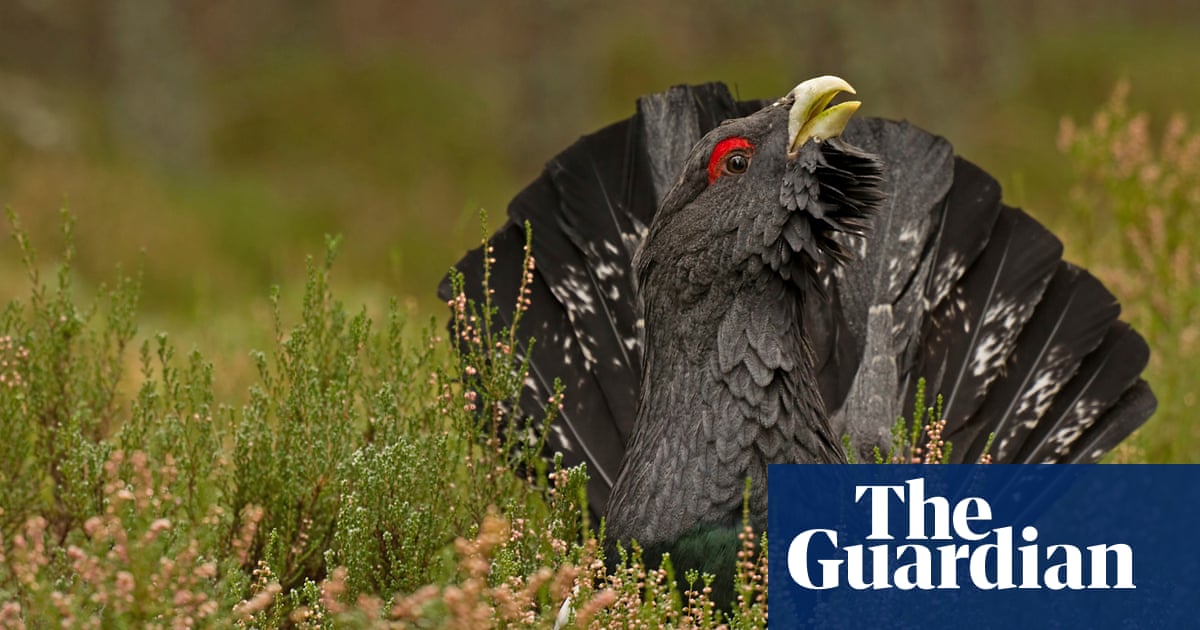 Emergency plan to save the capercaillie bird launched as numbers plummet